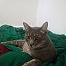 bed, bedding, blanket, cat, cat_face, ears, eyes, feline, fur, gray_cat, green_blanket, indoor, paws, pet, portrait, relaxed, resting, tabby_cat, wall, whiskers