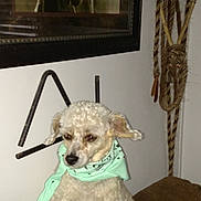 Scruffy joined the competition — help win amazing prizes! dog, bandana, curly_hair, pet, indoor, wall, framed_picture, rope, brown, white, animal, fur, sitting, face, ears, small_dog, accessory, furniture, expression, cozy