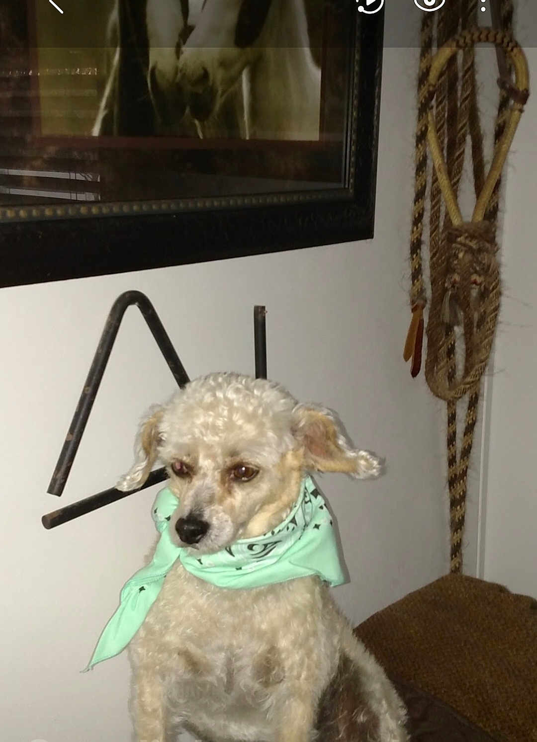 Scruffy joined the competition — help win amazing prizes! dog, bandana, curly_hair, pet, indoor, wall, framed_picture, rope, brown, white, animal, fur, sitting, face, ears, small_dog, accessory, furniture, expression, cozy