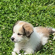 Yuuki joined the competition — help win amazing prizes! puppy, dog, grass, greenery, outdoor, nature, young, animal, cute, fluffy, sunlight, clover, relaxed, pet, summer, white, brown, small, lying_down, adorable