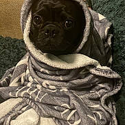 Pip joined the competition — help win amazing prizes! dog, pug, blanket, wrapped, cozy, indoor, couch, furniture, pet, cute, black_dog, fur, portrait, animal, snug, looking, wide_eyes, resting, soft_texture, warm
