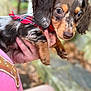 puppy, dog, bandana, plaid, person, hand, pink_shirt, outdoor, blurred_background, close_up, cute, pet, animal, fur, ears, nose, eyes, holding, soft_focus, nature