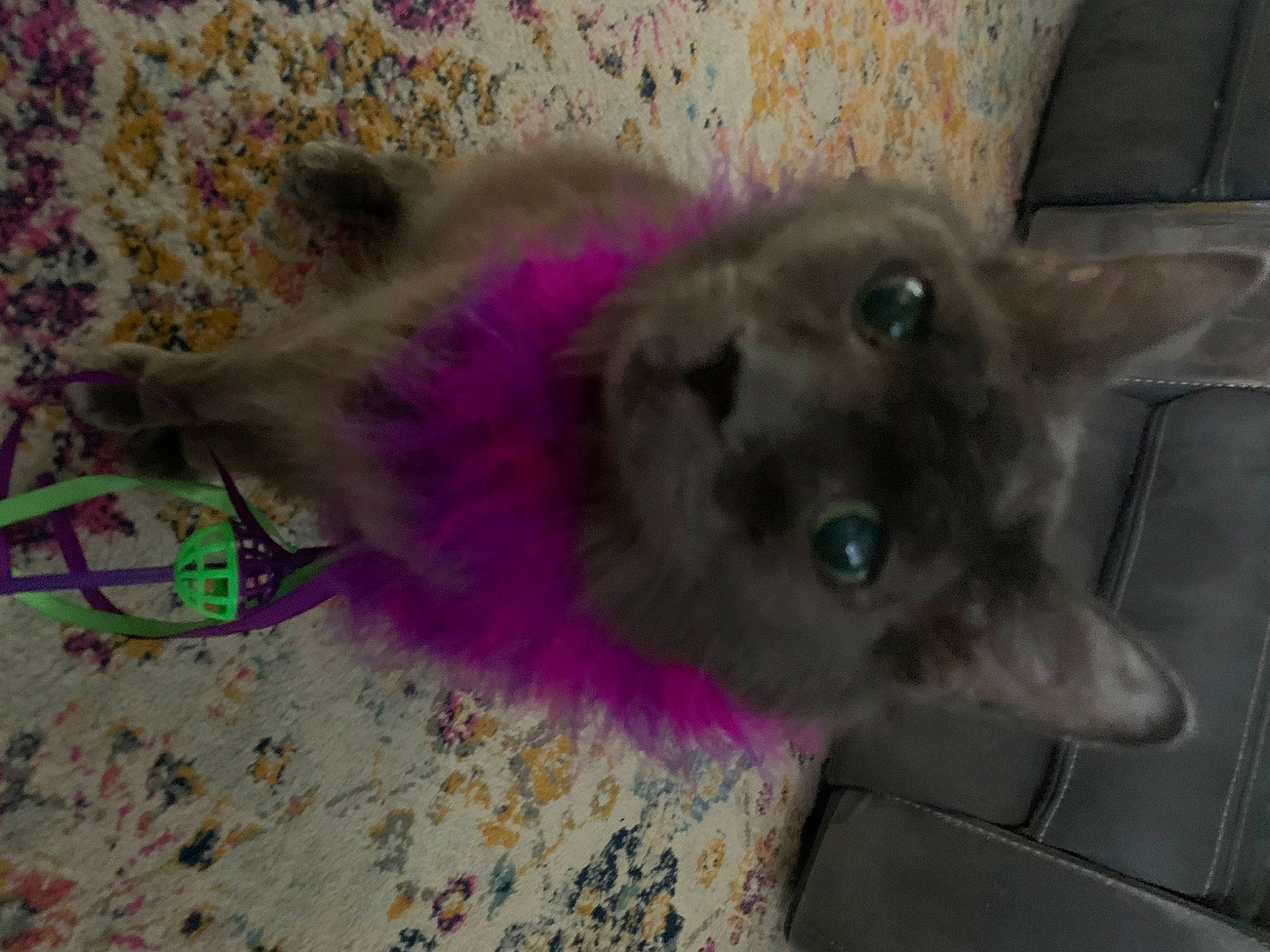 Bruiser is registered to the contest to win money with this photo: balinese, birman, canidae, carnivore, cat, cat_supply, cat_toy, dog_breed, domestic_short_haired_cat, fawn, felidae, fur, magenta, russian_blue, siamese, small_to_medium_sized_cats, tail, thai, whiskers
