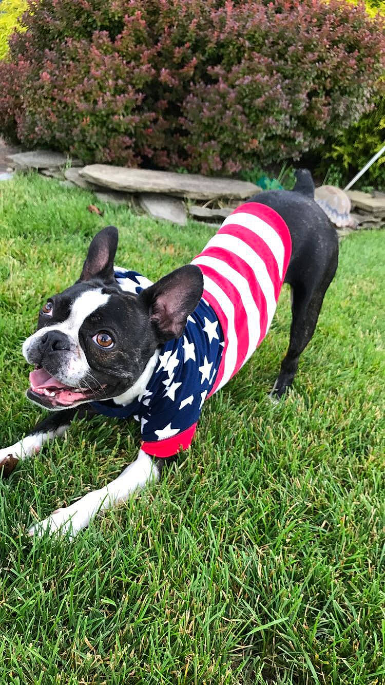 Ralph joined the competition — help win amazing prizes! boston_terrier, canidae, carnivore, collar, companion_dog, dog, dog_breed, dog_clothes, dog_collar, dog_supply, garden, grass, groundcover, mammal, pet_supply, shrub, snout, sporting_group, terrestrial_animal, working_animal