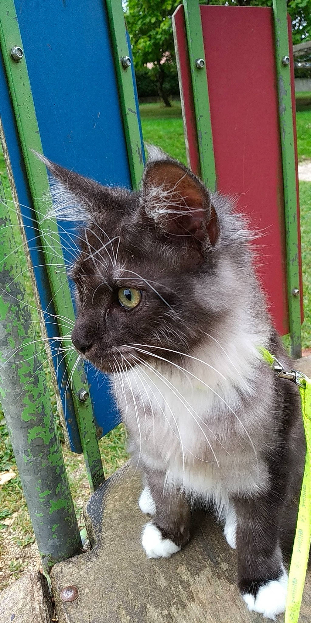 Queen Du Val D'Amour