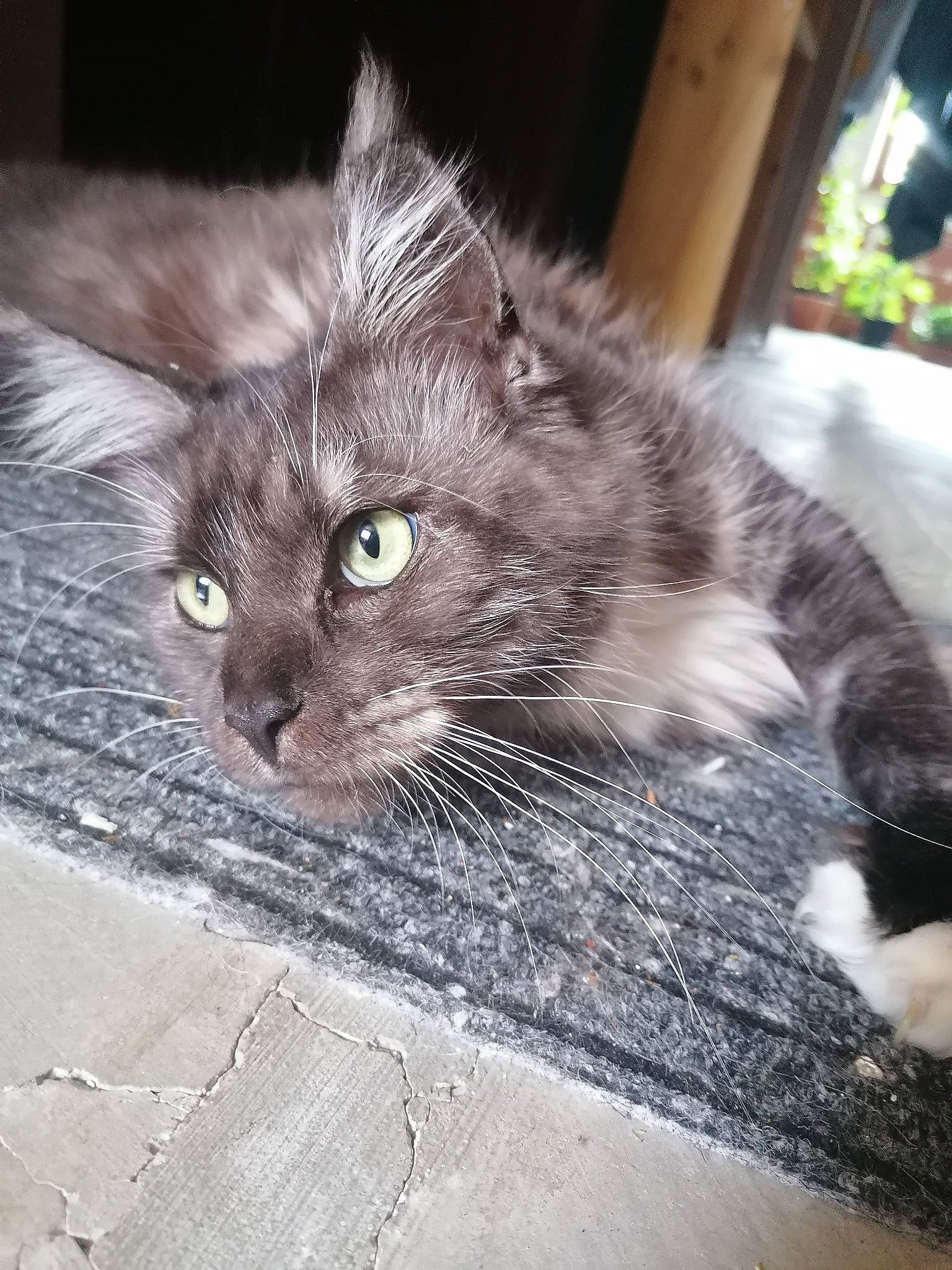 Queen Du Val D'Amour a rejoint le concours — aidez-le/la à gagner de superbes lots ! black_cat, carnivore, cat, claw, domestic_short_haired_cat, eye, felidae, flooring, fur, grey, handwriting, paw, plant, road_surface, sitting, small_to_medium_sized_cats, snout, tail, terrestrial_animal, whiskers