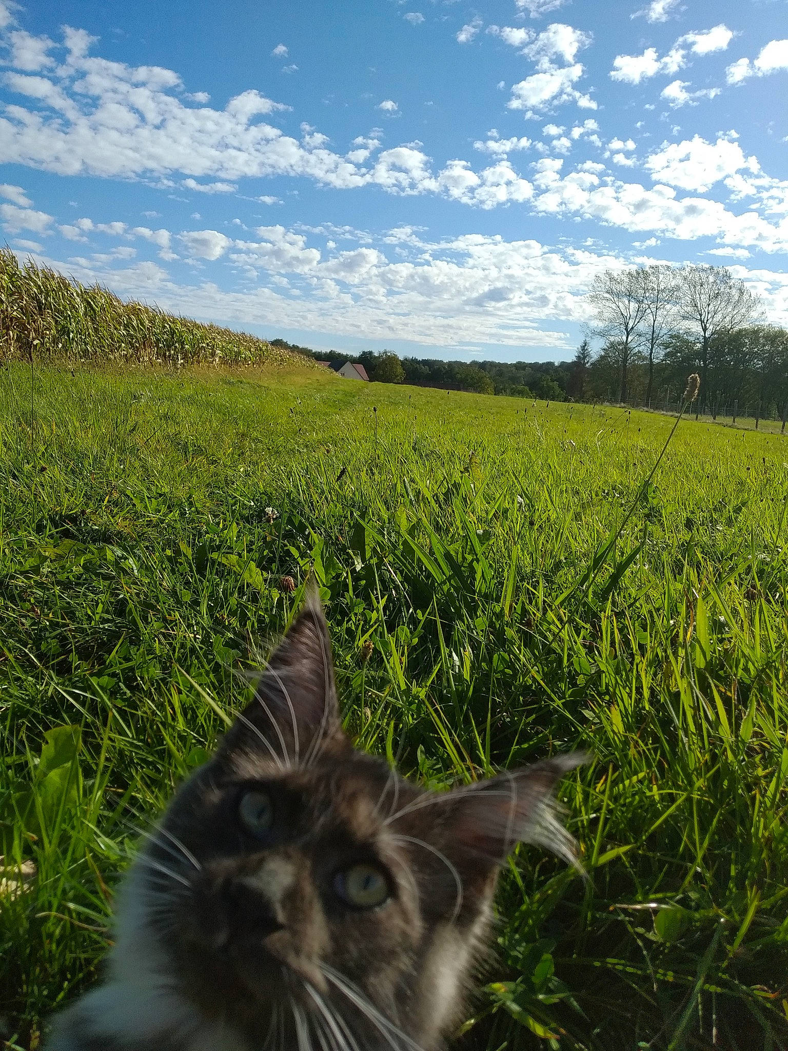 Queen Du Val D'Amour participe au concours pour gagner de l'argent avec cette photo : carnivore, cat, cloud, felidae, grass, grass_family, grassland, green, lawn, maine_coon, meadow, nature, plant, sky, small_to_medium_sized_cats, sunlight, vegetation, whiskers, wilderness, wildlife