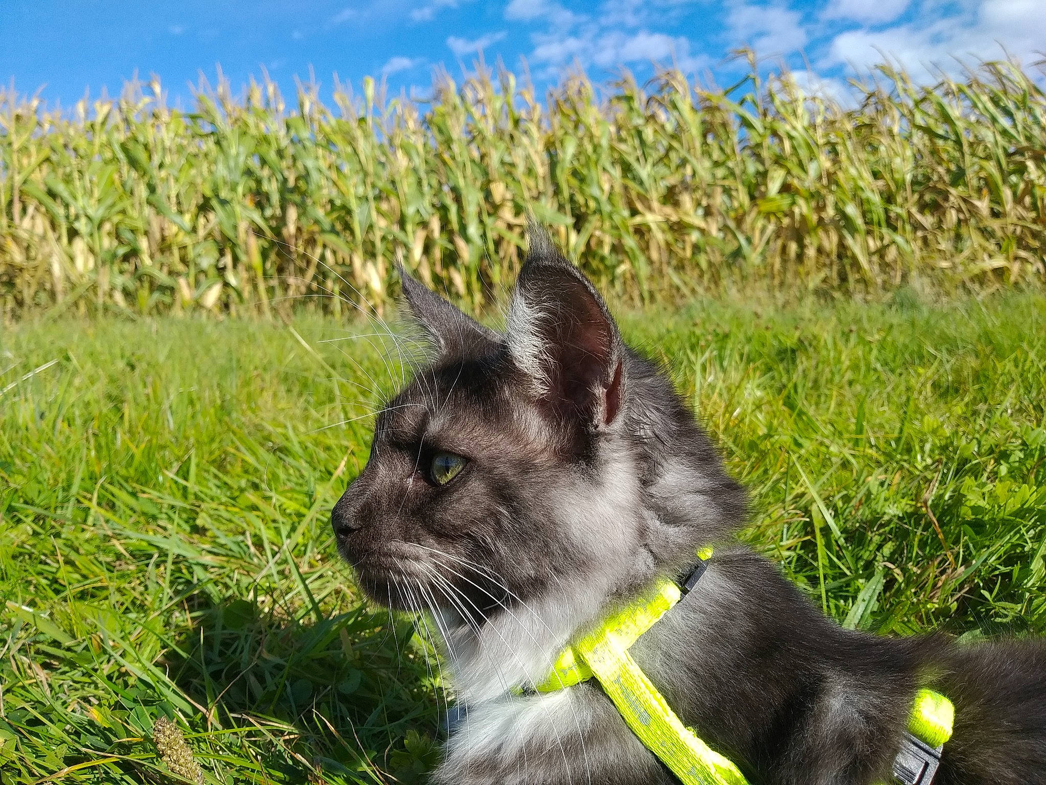 Queen Du Val D'Amour a rejoint le concours — aidez-le/la à gagner de superbes lots ! carnivore, cat, felidae, fur, grass, kitten, maine_coon, nebelung, plant, small_to_medium_sized_cats, snout, whiskers, wildlife