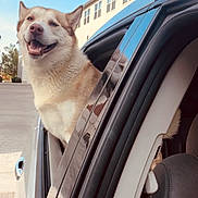 Thor joined the competition — help win amazing prizes! dog, car, window, reflection, smiling, outdoor, daytime, blue_sky, building, happy, pet, animal, fur, transportation, vehicle, head_out, travel, canine, parked, sunlight