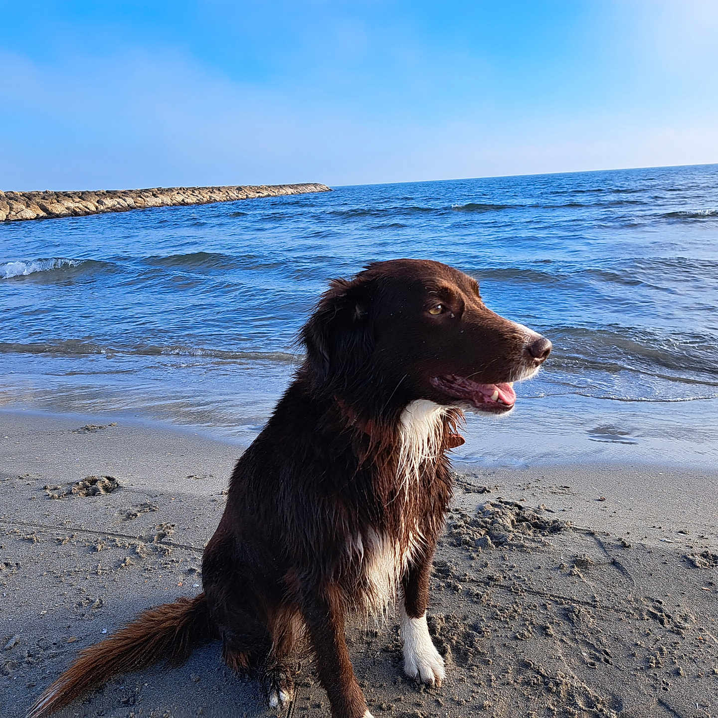 Maya participe au concours pour gagner de l'argent avec cette photo : animal, beach, canine, coast, dog, goldenretriever, horizon, labradorretriever, nature, outdoors, pet, promontory, puppy, sand, sea, seawaves, shoreline, sky, summer, water