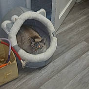 Nalla is registered to the contest to win money with this photo: animal, brown, carpet, cat, comfort, container, cozy, door, doorway, feline, floor, fur, glowing_eyes, gray, home, household, indoor, pet_bed, reflection, resting