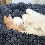 Powder And Peachy joined the competition — help win amazing prizes! cat, sleeping, cuddle, fluffy_bed, white_cat, orange_cat, pet, cozy, fur, indoor, relaxation, cute, animal, rest, soft, domestic, friendship, peaceful, companion, comfort