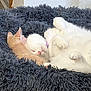 cat, sleeping, cuddle, fluffy_bed, white_cat, orange_cat, pet, cozy, fur, indoor, relaxation, cute, animal, rest, soft, domestic, friendship, peaceful, companion, comfort