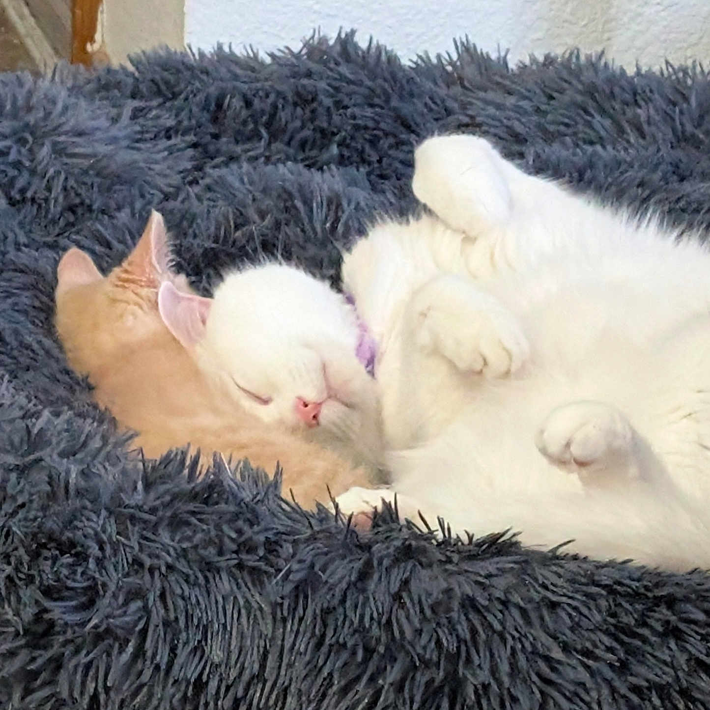 Powder And Peachy joined the competition — help win amazing prizes! animal, cat, comfort, companion, cozy, cuddle, cute, domestic, fluffy_bed, friendship, fur, indoor, orange_cat, peaceful, pet, relaxation, rest, sleeping, soft, white_cat