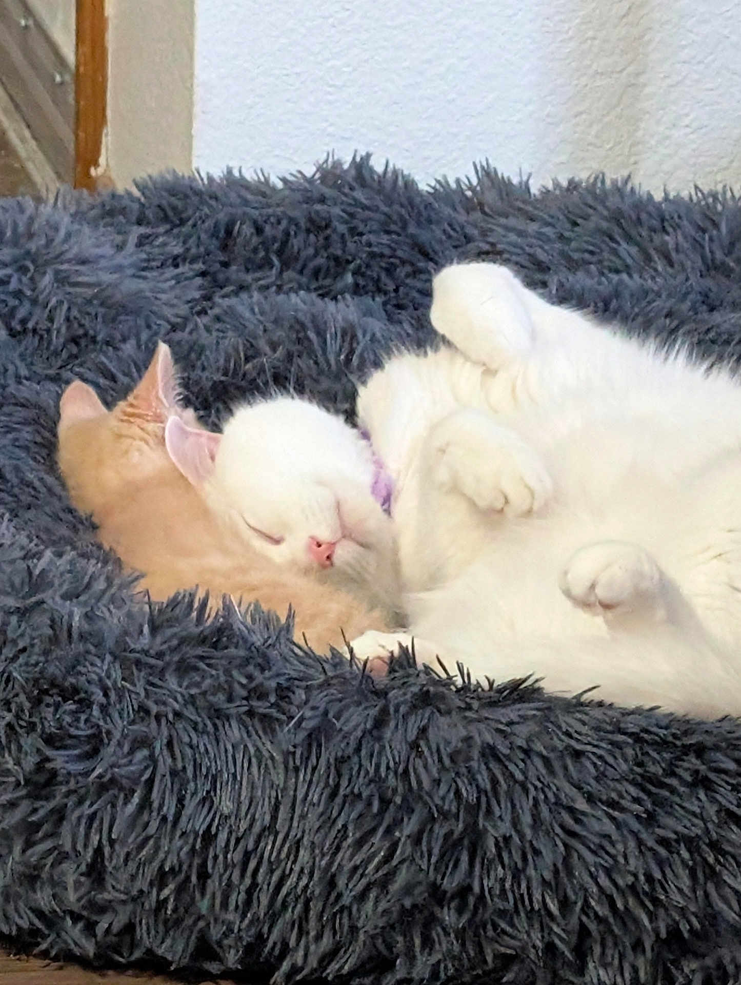 Powder And Peachy joined the competition — help win amazing prizes! cat, sleeping, cuddle, fluffy_bed, white_cat, orange_cat, pet, cozy, fur, indoor, relaxation, cute, animal, rest, soft, domestic, friendship, peaceful, companion, comfort