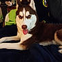 Rose is registered to the contest to win money with this photo: dog, husky, blue_eyes, tongue_out, lying_down, blanket, indoor, furniture, stuffed_animals, cozy, brown_and_white_fur, pet, canine, home, couch, relaxed, animal, companion, portrait, domestic