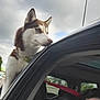Rose is registered to the contest to win money with this photo: dog, husky, car, window, collar, sky, cloudy, parking_lot, person, leisure, outdoor, vehicle, pet, animal, head, fur, side_view, seat, curious, daytime