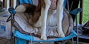 Rose joined the competition — help win amazing prizes! dog, siberian_husky, chair, outdoor, porch, wooden_floor, pet, tongue_out, cushion, grill, house, window, blue_chair, animal, leash, playful, canine, fur, happy, daylight