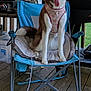 dog, siberian_husky, chair, outdoor, porch, wooden_floor, pet, tongue_out, cushion, grill, house, window, blue_chair, animal, leash, playful, canine, fur, happy, daylight