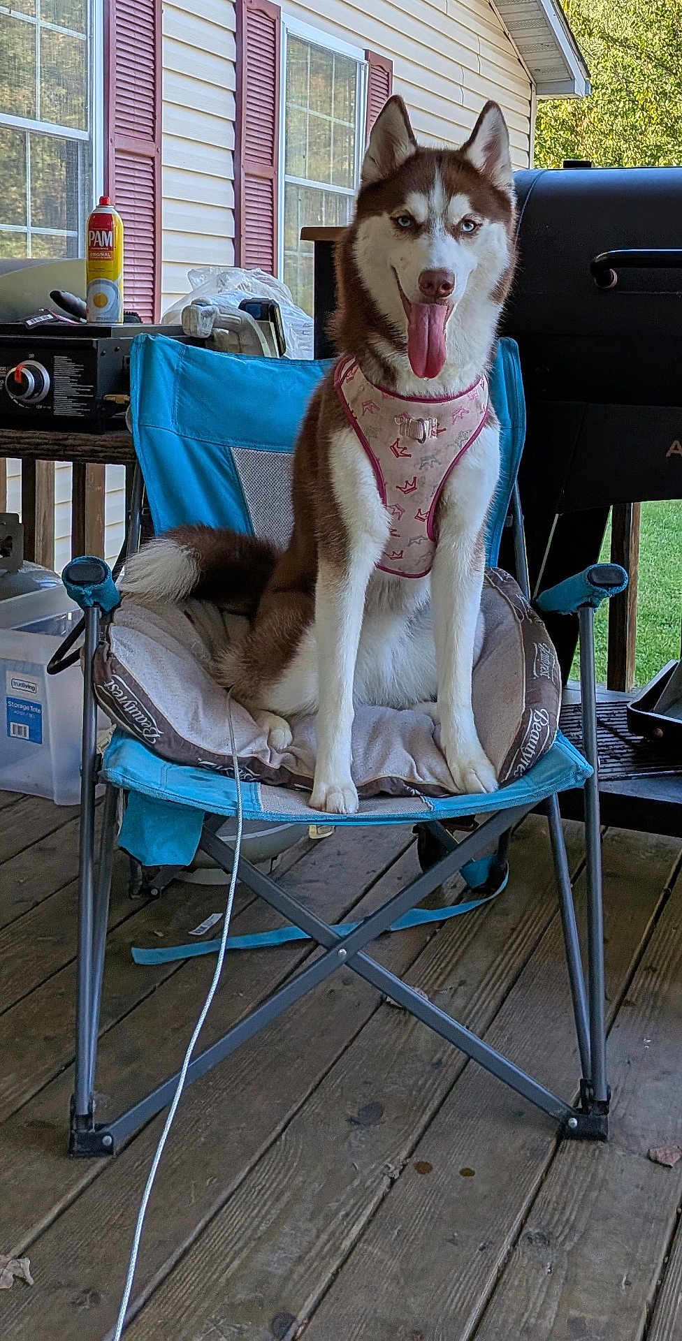 Rose joined the competition — help win amazing prizes! dog, siberian_husky, chair, outdoor, porch, wooden_floor, pet, tongue_out, cushion, grill, house, window, blue_chair, animal, leash, playful, canine, fur, happy, daylight