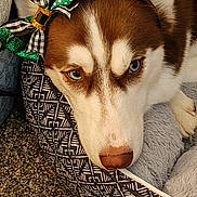 Rose is registered to the contest to win money with this photo: dog, husky, blue_eyes, pet_bed, carpet, indoor, bow, green_bow, brown_and_white_fur, close_up, resting, animal, domestic_animal, cute, portrait, canine, fur, headband, comfortable, relaxed