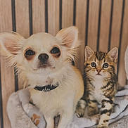 Milo Et Miel participe au concours pour gagner de l'argent avec cette photo : chihuahua, dog, kitten, cat, pets, cute, furry, small_dog, tabby_cat, indoor, cozy, plush_bed, wooden_wall, curious, animal_pair, companions, pet_bed, sitting, looking_at_camera, domestic_animals
