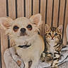 animal_pair, cat, chihuahua, companions, cozy, curious, cute, dog, domestic_animals, furry, indoor, kitten, looking_at_camera, pet_bed, pets, plush_bed, sitting, small_dog, tabby_cat, wooden_wall
