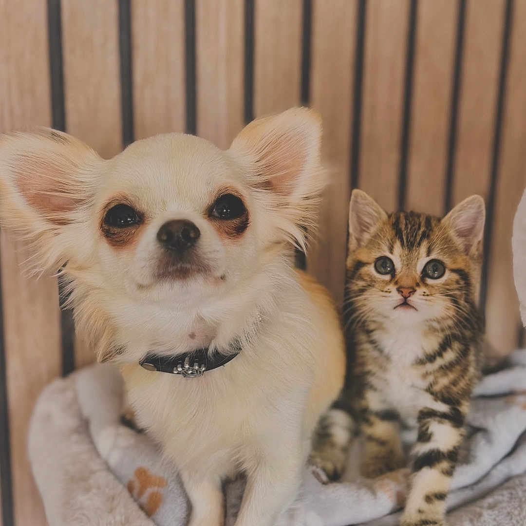 Milo Et Miel participe au concours pour gagner de l'argent avec cette photo : chihuahua, dog, kitten, cat, pets, cute, furry, small_dog, tabby_cat, indoor, cozy, plush_bed, wooden_wall, curious, animal_pair, companions, pet_bed, sitting, looking_at_camera, domestic_animals