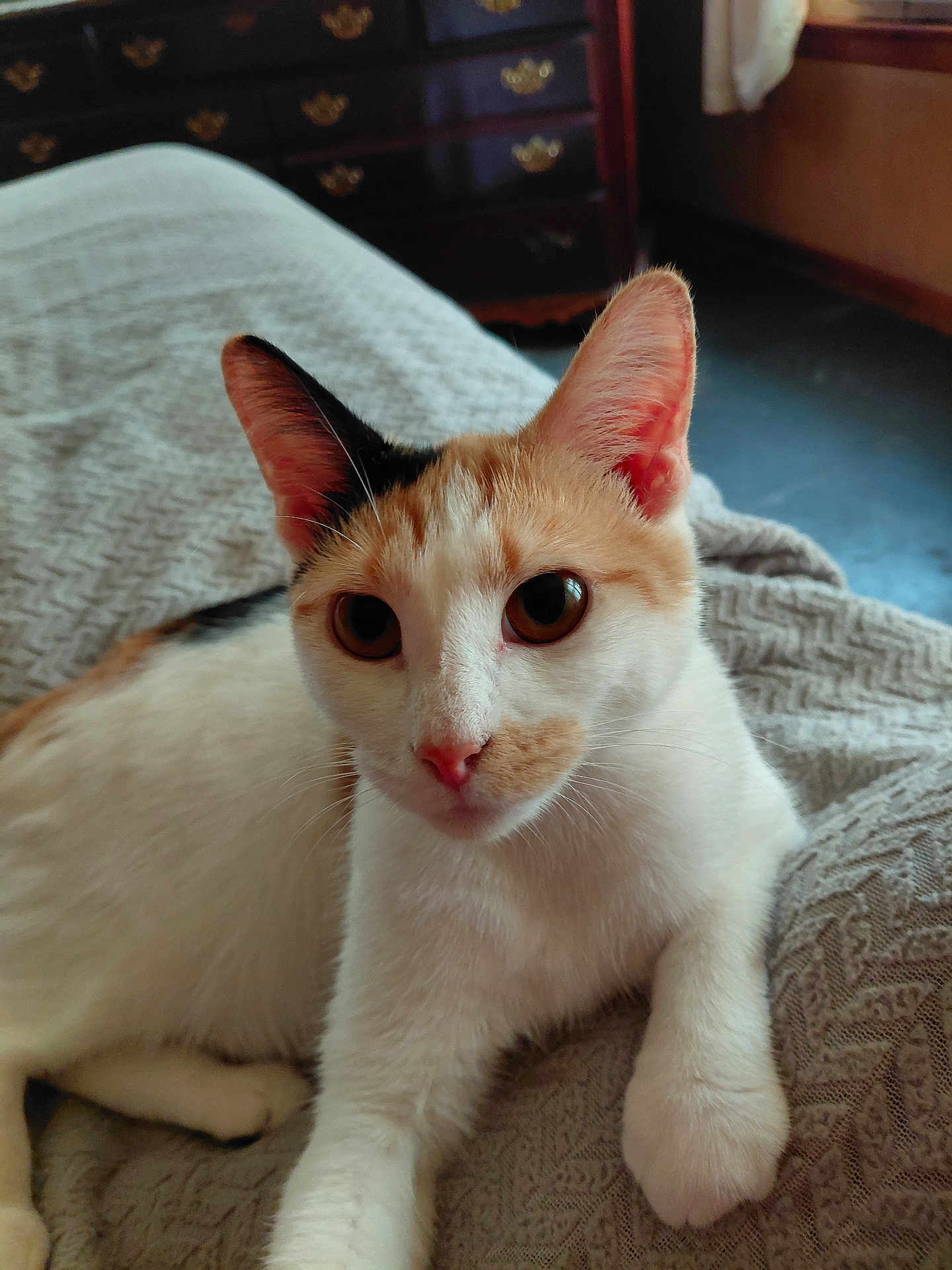 Miss T joined the competition — help win amazing prizes! animal, blanket, calico, cat, closeup, cozy, cute, domestic, ears, face, feline, fur, home, indoor, looking, paw, pet, relaxed, resting, whiskers