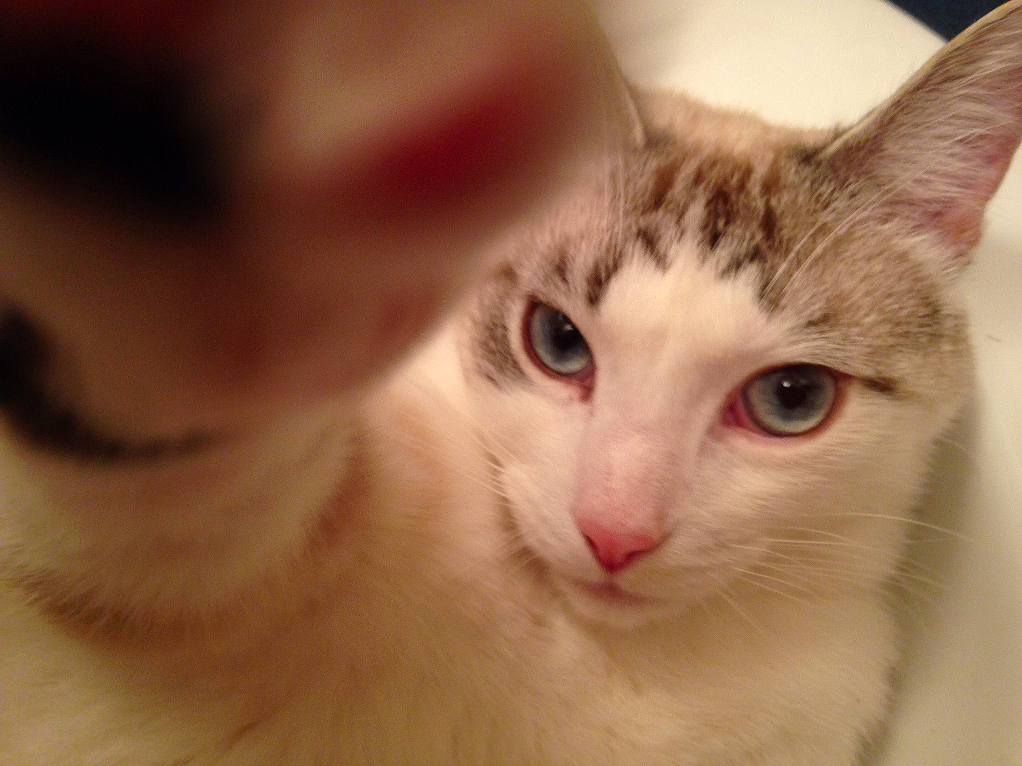 Cheech is registered to the contest to win money with this photo: carnivore, cat, domestic_short_haired_cat, ear, eyelash, felidae, fur, no_expression, small_to_medium_sized_cats, snout, whiskers