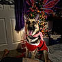 Rosie is registered to the contest to win money with this photo: animal, canine, carpet, celebration, christmas_lights, christmas_tree, cozy, decorations, dog, ears_up, festive_clothing, german_shepherd, happy, holiday, home, indoor, pet, red_outfit, tattoo, tongue_out