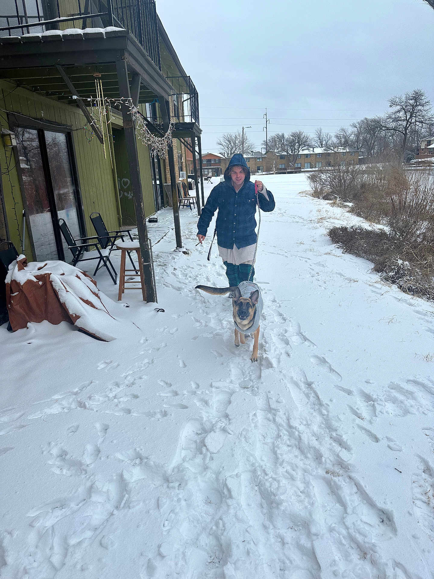 Rosie is registered to the contest to win money with this photo: person, dog, german_shepherd, snow, winter, footprints, sidewalk, apartment_building, trees, cloudy_sky, leash, coat, hoodie, outdoor, cold_weather, grass, fence, chair, stool, blanket