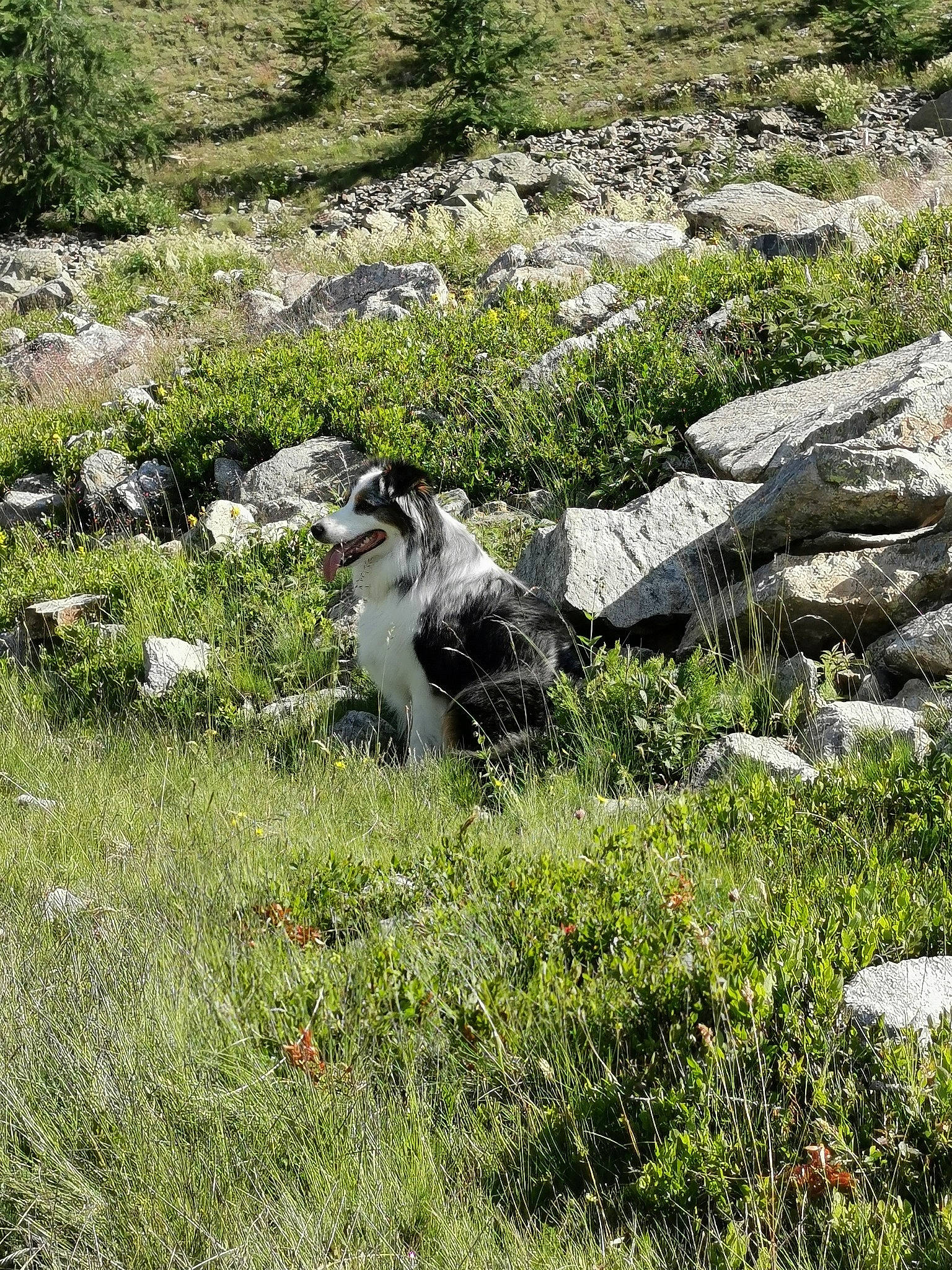 Moogli participe au concours pour gagner de l'argent avec cette photo : beak, bedrock, bird, grass, grassland, groundcover, landscape, meadow, natural_landscape, outcrop, pasture, plant, plant_community, rock, seabird, shrub, shrubland, terrestrial_animal, vegetation, wildlife