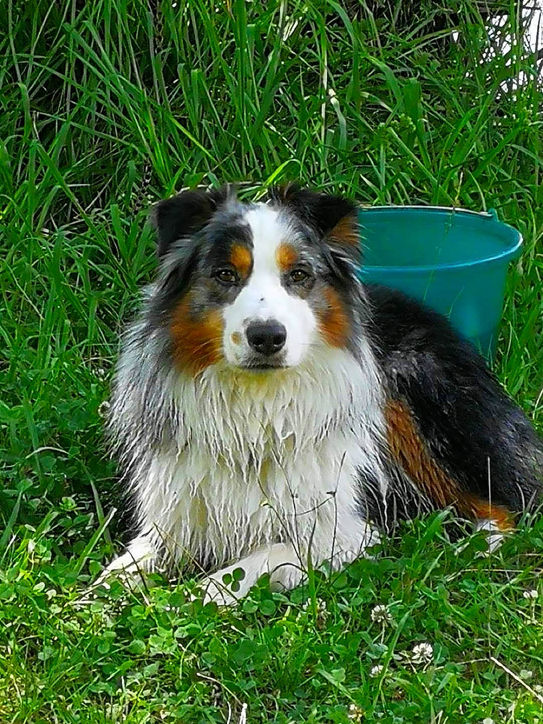 Moogli participe au concours pour gagner de l'argent avec cette photo : canidae, carnivore, collie, companion_dog, dog, dog_breed, grass, herding_dog, plant, rough_collie, scotch_collie, sporting_group, terrestrial_animal, working_animal, working_dog