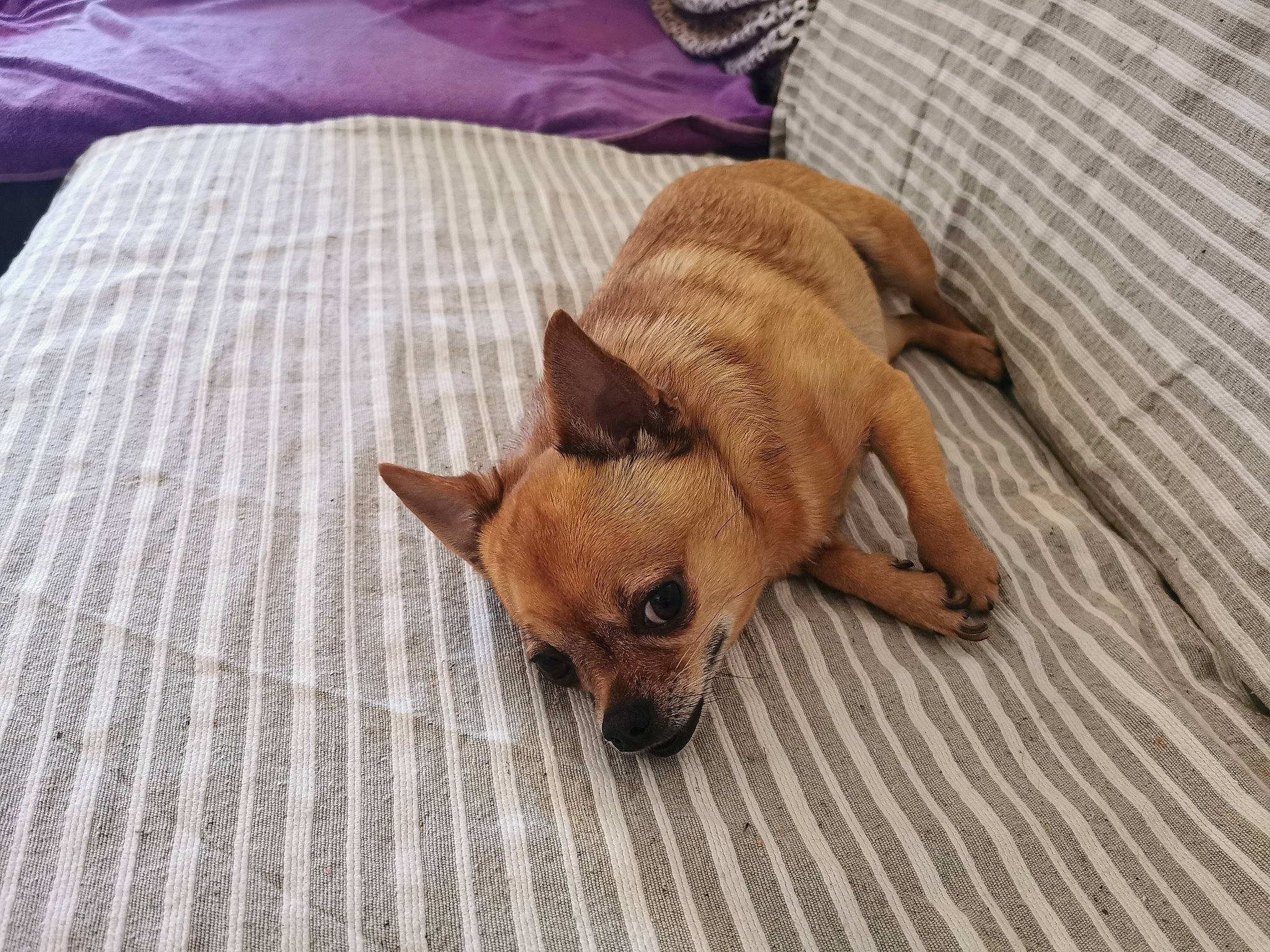 Zena participe au concours pour gagner de l'argent avec cette photo : canidae, carnivore, chihuahua, comfort, companion_dog, dog, dog_bed, dog_breed, dog_supply, fawn, flooring, fur, hardwood, linens, snout, sporting_group, toy_dog, whiskers, wood, working_animal