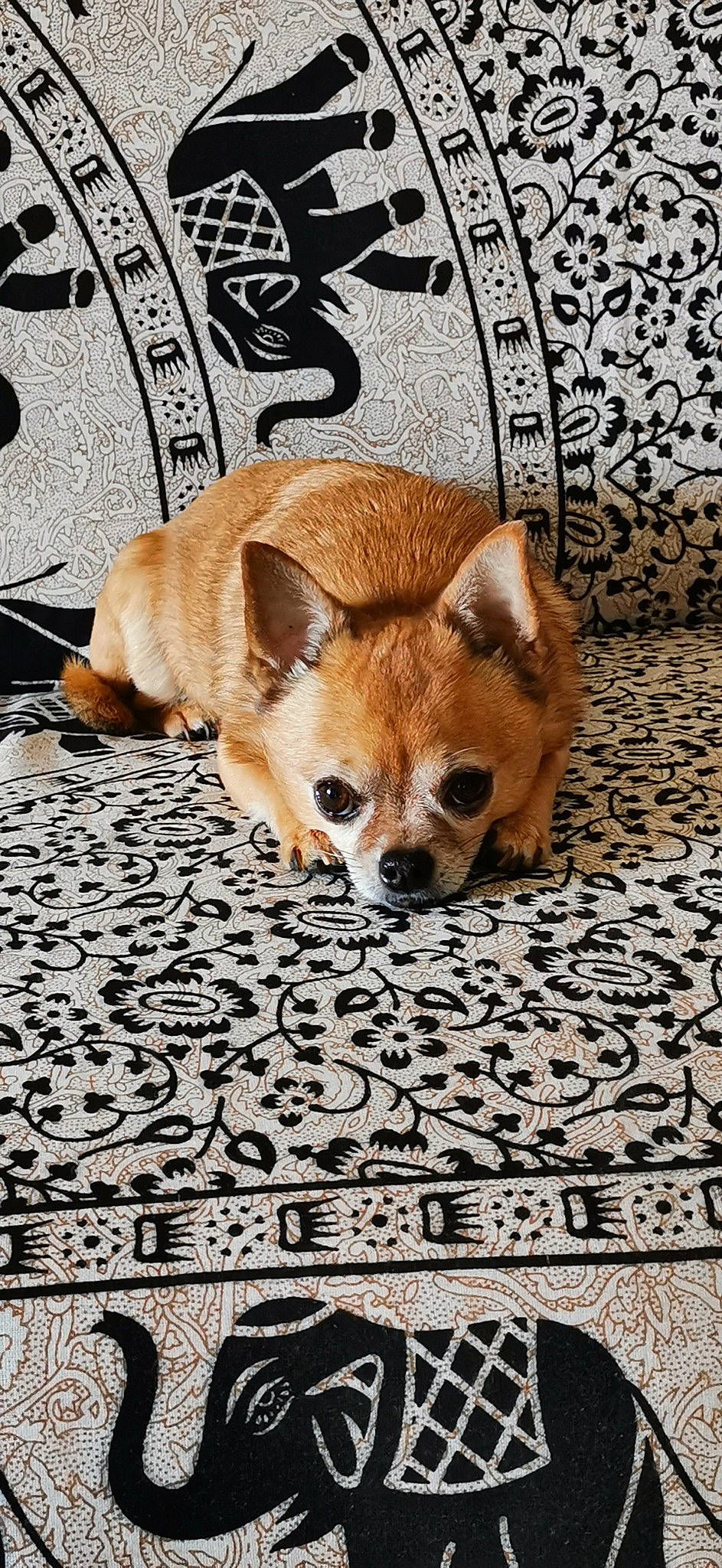 Zena participe au concours pour gagner de l'argent avec cette photo : canidae, carnivore, carpet, comfort, companion_dog, dog, dog_breed, dog_supply, fawn, flooring, fur, linens, non_sporting_group, paw, sporting_group, tail, terrestrial_animal, toy_dog, whiskers, wood