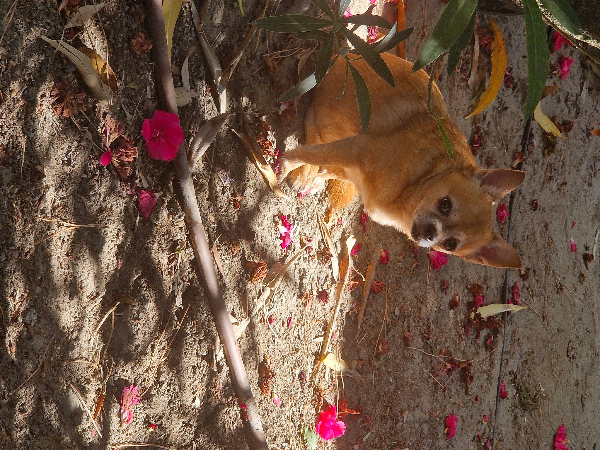 Zena participe au concours pour gagner de l'argent avec cette photo : carnivore, companion_dog, deciduous, dog, dog_breed, fawn, fur, grass, organism, plant, snout, soil, sporting_group, tail, terrestrial_animal, tree, trunk, twig, wood, woody_plant