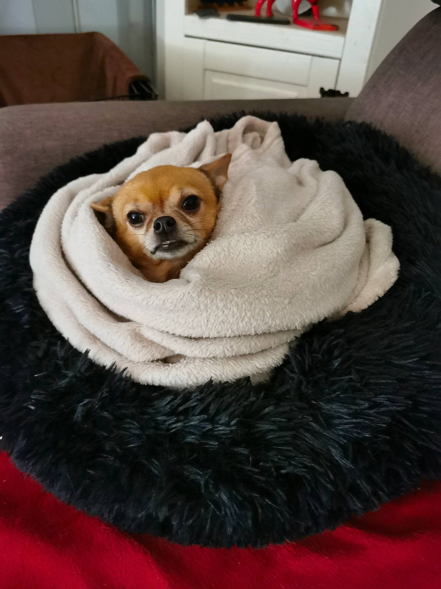 Zena a rejoint le concours — aidez-le/la à gagner de superbes lots ! canidae, carnivore, comfort, companion_dog, couch, dog, dog_breed, dog_supply, fawn, flooring, fur, linens, pet_supply, picture_frame, snout, sporting_group, tail, toy_dog, wood, working_animal