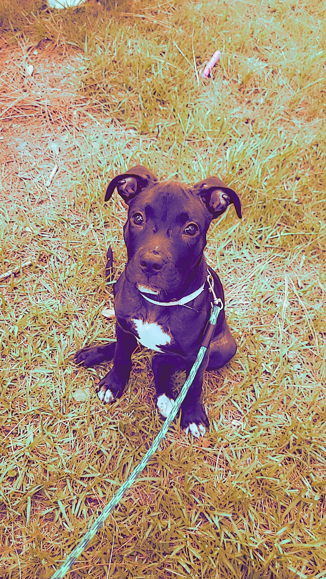 Fraya Cresent Moon Snider is registered to the contest to win money with this photo: canidae, carnivore, companion_dog, dog, dog_breed, electric_blue, fawn, grass, hunting_dog, liver, plant, shadow, soil, sporting_group, terrestrial_animal, tints_and_shades, working_animal