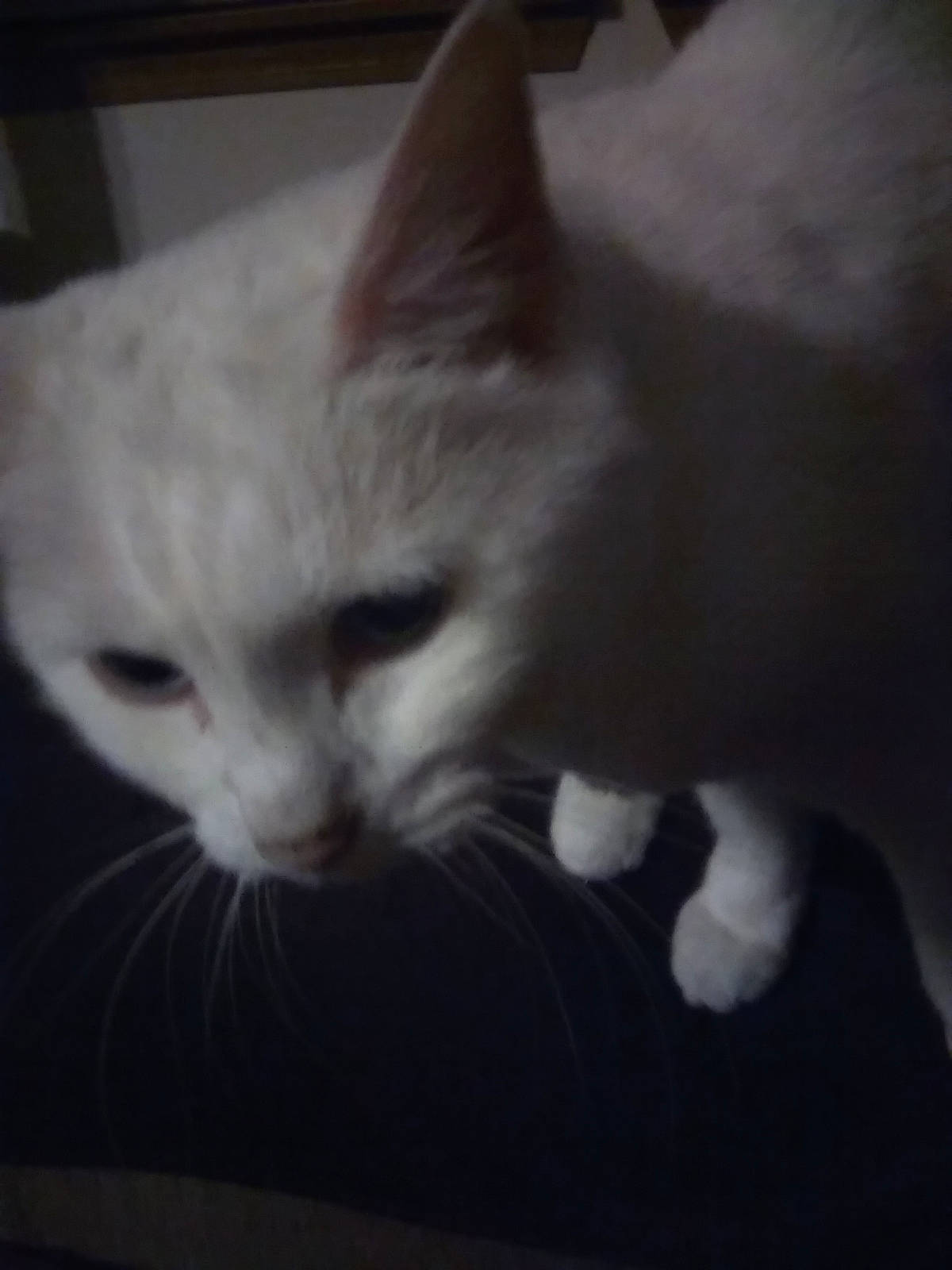 Cheechee is registered to the contest to win money with this photo: carnivore, cat, domestic_short_haired_cat, felidae, fur, khao_manee, small_to_medium_sized_cats, snout, terrestrial_animal, turkish_angora, vertebrate, whiskers