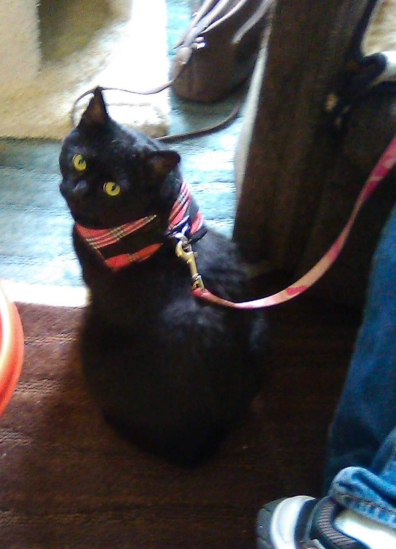 Handsome joined the competition — help win amazing prizes! black_cat, bombay, cable, carnivore, cat, collar, felidae, fur, leash, leather, pet_supply, small_to_medium_sized_cats, snout, synthetic_rubber, tail, vertebrate, whiskers, wire, wood_flooring