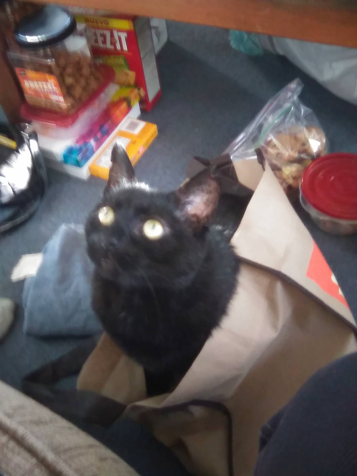 Handsome joined the competition — help win amazing prizes! black_cat, bombay, carnivore, cat, dishware, domestic_short_haired_cat, felidae, plate, platter, small_to_medium_sized_cats, snout, terrestrial_animal, vertebrate, whiskers