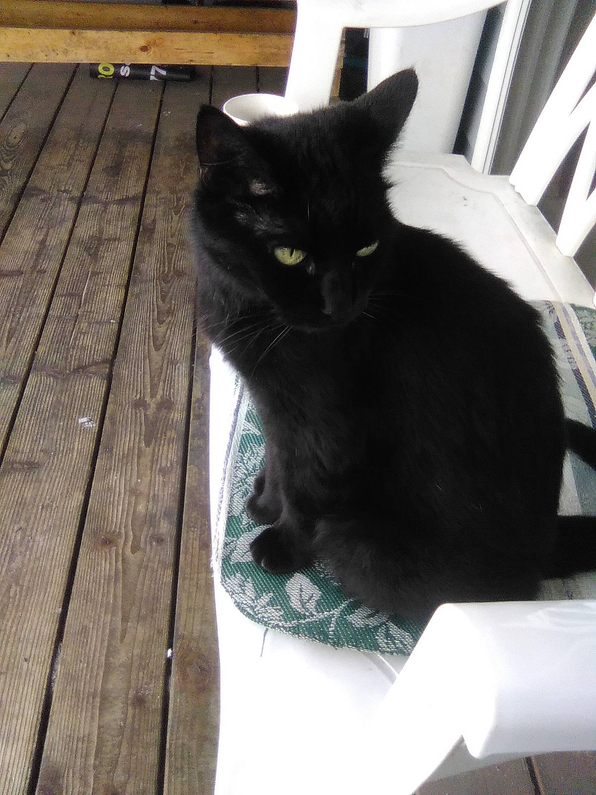 Mitzy Moomoo joined the competition — help win amazing prizes! black_cat, bombay, carnivore, cat, deck, felidae, fur, hardwood, laminate_flooring, lumber, plank, plywood, small_to_medium_sized_cats, snout, tail, whiskers, wood, wood_flooring, wood_stain