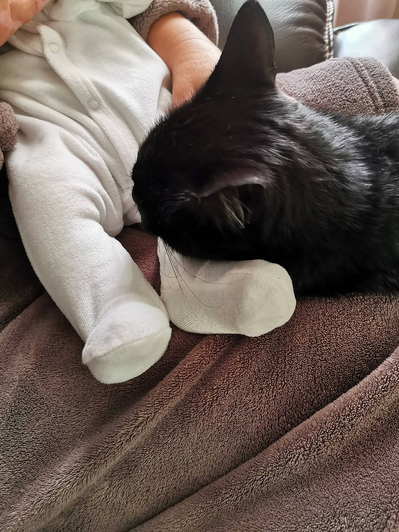 Boby a rejoint le concours — aidez-le/la à gagner de superbes lots ! bedding, black_cat, carnivore, cat, comfort, felidae, flooring, foot, fur, gesture, grey, human_leg, leg, linens, nail, paw, small_to_medium_sized_cats, tail, whiskers, wood