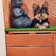 Vahia participe au concours pour gagner de l'argent avec cette photo : artificial_grass, black_and_white, buddha_statue, cabinet, companion, dog, home_decor, indoor, long_hair, portrait, praying, puppy, scruffy_dog, shelf, sitting, small_dog, statue, textured_wall, warm_lighting, wood