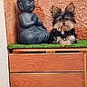 artificial_grass, black_and_white, buddha_statue, cabinet, companion, dog, home_decor, indoor, long_hair, portrait, praying, puppy, scruffy_dog, shelf, sitting, small_dog, statue, textured_wall, warm_lighting, wood