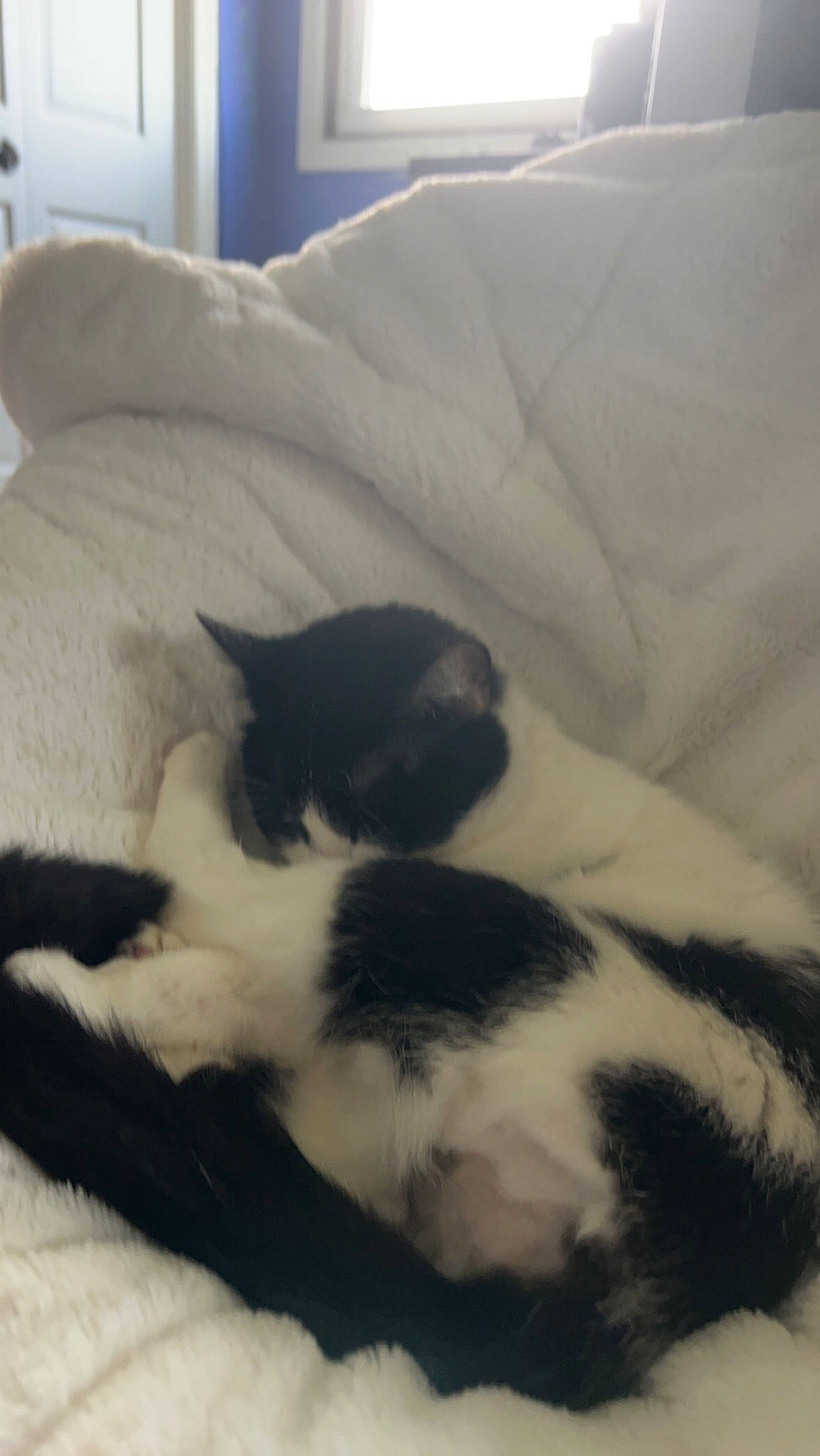 Deku is registered to the contest to win money with this photo: canidae, carnivore, cat, cloud, comfort, companion_dog, dog_breed, domestic_short_haired_cat, felidae, fur, linens, nap, paw, picture_frame, room, small_to_medium_sized_cats, snout, sporting_group, tail, whiskers