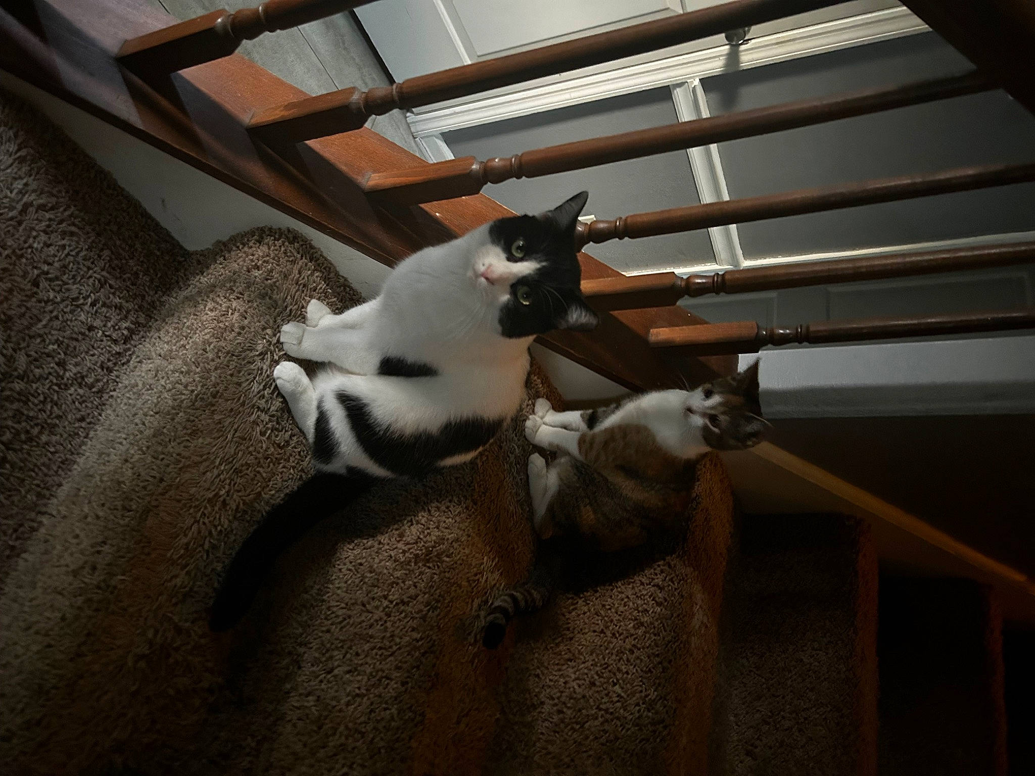 Deku is registered to the contest to win money with this photo: carnivore, cat, ceiling, chair, comfort, companion_dog, daylighting, domestic_short_haired_cat, felidae, flooring, fur, hardwood, room, small_to_medium_sized_cats, stairs, tail, tints_and_shades, whiskers, window, wood