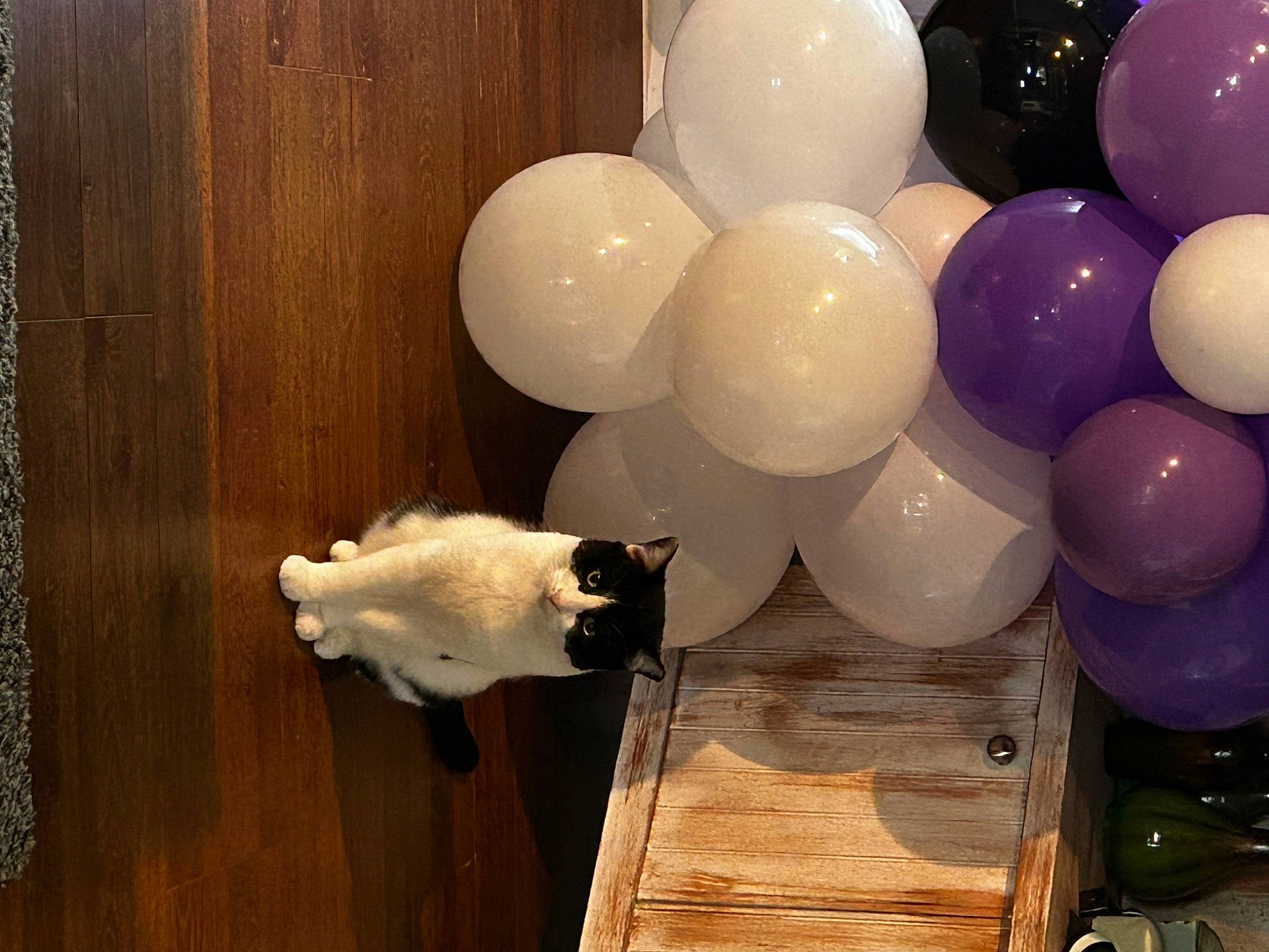 Deku is registered to the contest to win money with this photo: arch, art, balloon, cat, companion_dog, door, event, felidae, flooring, fur, hardwood, light, party_supply, plank, plywood, tail, varnish, wood, wood_flooring, wood_stain