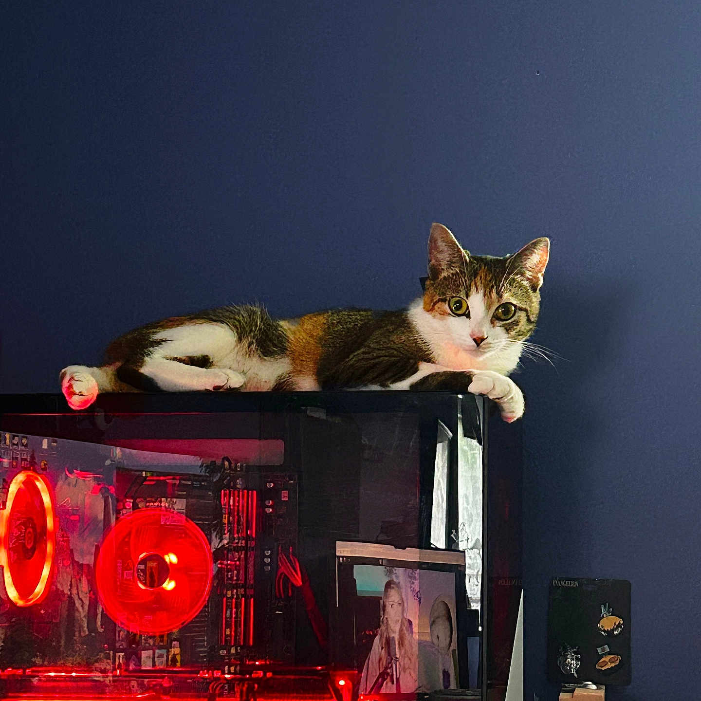 Sriracha is registered to the contest to win money with this photo: abyssinian, animal, architecture, building, cat, computerhardware, electronics, face, furniture, hardware, head, indoors, light, lighting, manx, monitor, person, pet, screen, tv